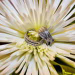 Wedding ring inside of flower